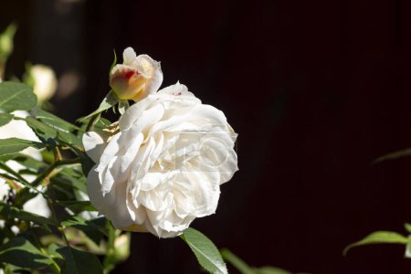 Téléchargez les photos : Floraison rose blanche gros plan tournage en Septembre après-midi ensoleillé en Allemagne - en image libre de droit