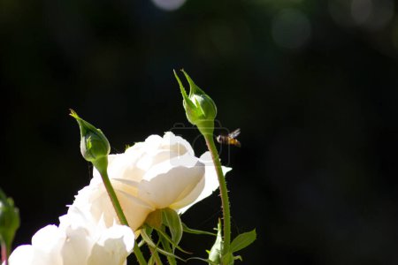 Photo for Blooming white rose close up shooting in September sunny afternoon in Germany - Royalty Free Image