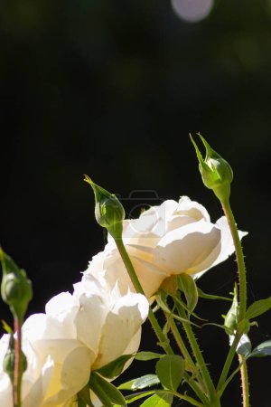 Foto de Floreciente rosa blanca de cerca disparando en septiembre tarde soleada en Alemania - Imagen libre de derechos
