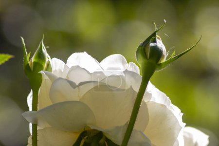 Foto de Floreciente rosa blanca de cerca disparando en septiembre tarde soleada en Alemania - Imagen libre de derechos