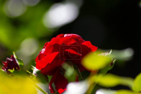 Foto de Rosas rojas macro floreciendo de cerca en la tarde de septiembre en el soleado jardín del sur de Alemania - Imagen libre de derechos