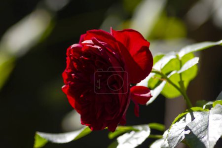 Téléchargez les photos : Rose rouge macro floraison gros plan en septembre après-midi dans le jardin ensoleillé du sud de l'Allemagne - en image libre de droit