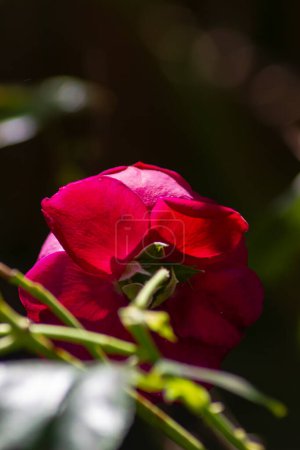 Téléchargez les photos : Rose rouge macro floraison gros plan en septembre après-midi dans le jardin ensoleillé du sud de l'Allemagne - en image libre de droit