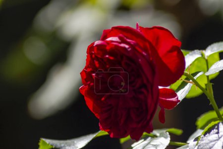 Photo for Red rose macro blooming close up in September afternoon in sunny south Germany garden - Royalty Free Image