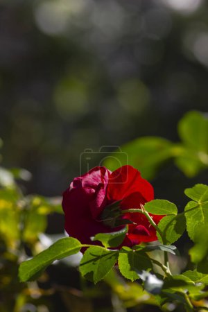 Foto de Rosa roja macro floreciendo de cerca en la tarde de septiembre en el soleado jardín del sur de Alemania - Imagen libre de derechos