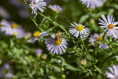 Foto de Miel de abeja en una flor de manzanilla en el sur de Alemania jardín de la ciudad - Imagen libre de derechos