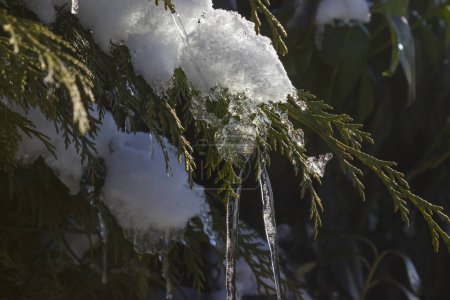Téléchargez les photos : Glace sur une branche d'arbre en décembre à la période de Noël - en image libre de droit