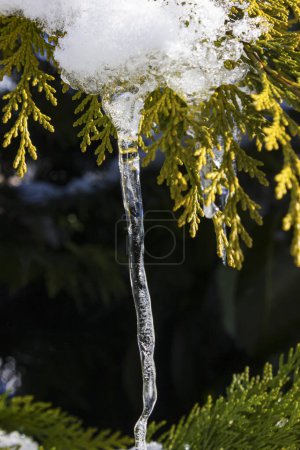 Photo for Icicle on a tree branch in december at christmas time - Royalty Free Image