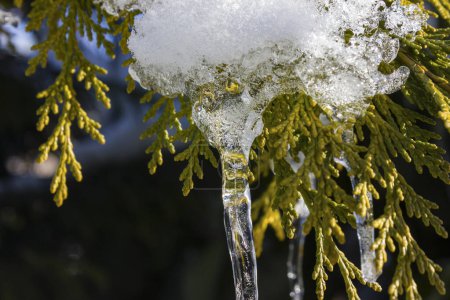 Photo for Icicle on a tree branch in december at christmas time - Royalty Free Image