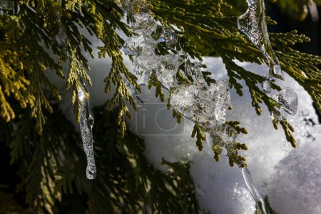Foto de El carámbano en la rama del árbol en diciembre en la época navideña - Imagen libre de derechos