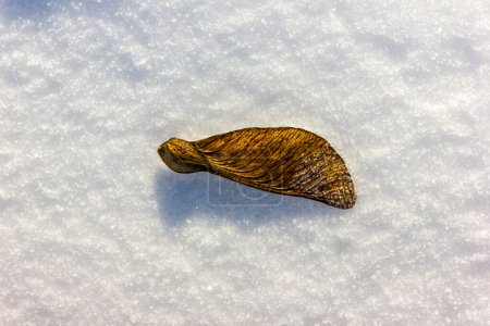 Foto de Una sola planta en la superficie de la nieve en la Navidad de invierno tiempo de diciembre - Imagen libre de derechos