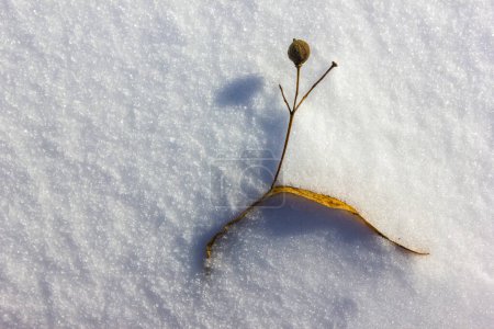 Photo for Single plant on snow surface at winter christmas deecember time - Royalty Free Image