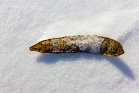 Téléchargez les photos : Plante unique sur la surface de la neige à l'hiver Noël deecember temps - en image libre de droit