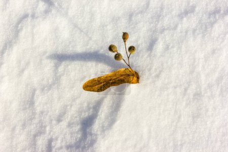 Foto de Una sola planta en la superficie de la nieve en la Navidad de invierno tiempo de diciembre - Imagen libre de derechos