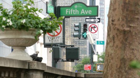 Quinta avenida, señal de tráfico 5 ave, arquitectura del centro de Manhattan, 5ª av de la ciudad de Nueva York, esquina de la calle 42 cerca de Bryant Park y Biblioteca. Señalización cruzada de tráfico, EE.UU. Flores, pájaros paloma, semáforo
