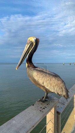 Téléchargez les photos : Pelican sur la jetée à Fort Morgan, Alabama - en image libre de droit
