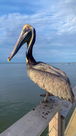 Téléchargez les photos : Pelican sur la jetée à Fort Morgan, Alabama - en image libre de droit