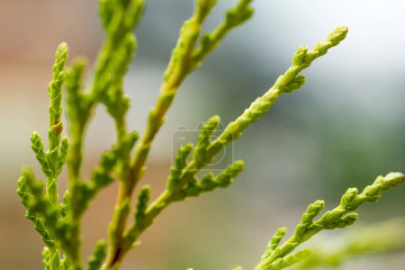 Photo for Close up of Leyland cypress Leaves - Royalty Free Image
