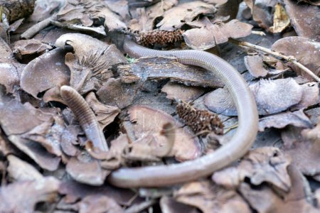 Photo for The Iberian worm lizard - Royalty Free Image