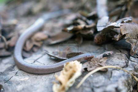 Photo for The Iberian worm lizard - Royalty Free Image