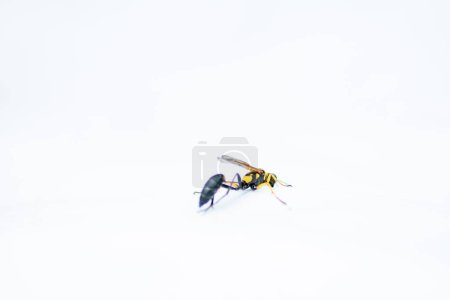 Photo for Close up of a potter wasp - Royalty Free Image