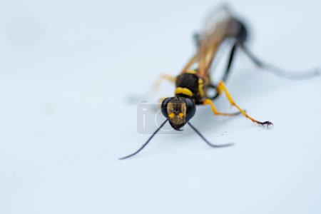 Photo for Close up of a potter wasp - Royalty Free Image
