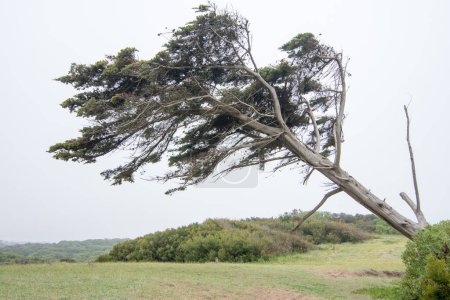 Téléchargez les photos : Arbre frappé sur le côté par le vent - en image libre de droit