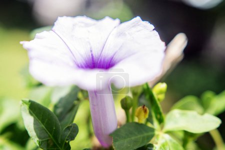 Photo for Purple tinkerbell flower, Ipomoea quamoclit - Royalty Free Image
