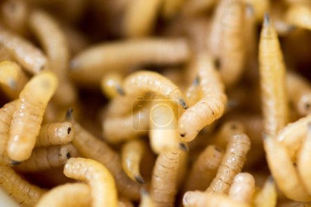 Makroaufnahme von Fliegenwürmern
