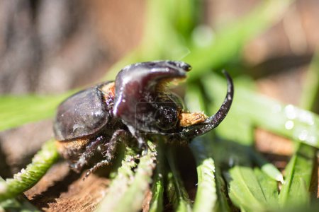 Téléchargez les photos : Grand scarabée cornu, Xylotrupes gideon - en image libre de droit