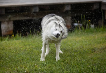 Téléchargez les photos : Beau chien husky secouant sa fourrure après la natation - en image libre de droit