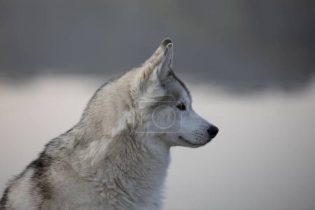 Photo for Beautiful closeup of a Husky dog - Royalty Free Image