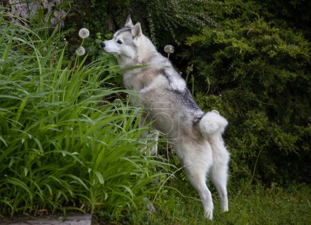 Photo for Beautiful Husky dog looking at a dandelion - Royalty Free Image