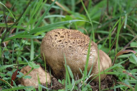pigskin poison Puffball on a damp Meadow