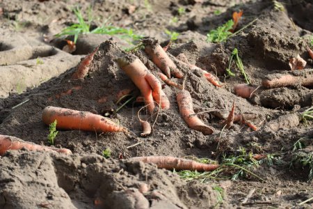 Foto de Un campo de zanahoria procesado por una cosechadora - Imagen libre de derechos