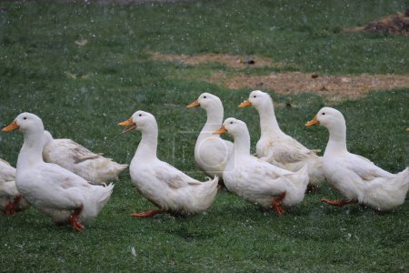 Photo for Peking ducks sing while marching in the Snow - Royalty Free Image