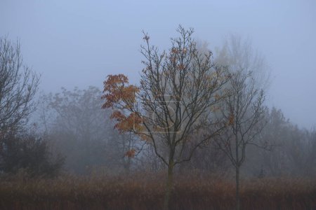Foto de Árboles parcialmente sin hojas al anochecer - Imagen libre de derechos