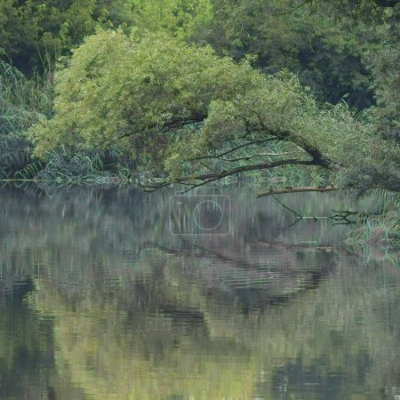 Foto de Absolute Calm on a natural River - Imagen libre de derechos