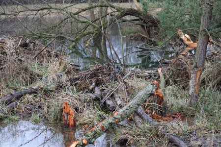 Téléchargez les photos : Wildly tangled Landscape at the Creek - en image libre de droit
