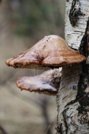 Photo for Relatively young wet Polypore on a Birch - Royalty Free Image