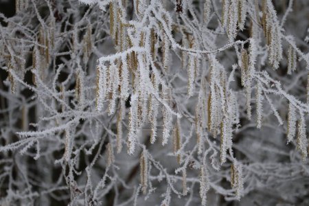 Téléchargez les photos : Extrêmement sous le vent gelé Gelée blanche - en image libre de droit