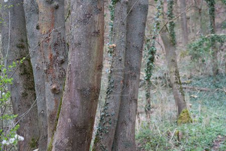 Foto de Troncos de árboles densamente embalados en el bosque - Imagen libre de derechos