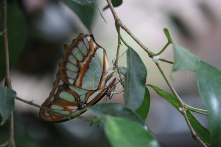 Photo for Malachite butterfly hangs upside down in Foliage - Royalty Free Image
