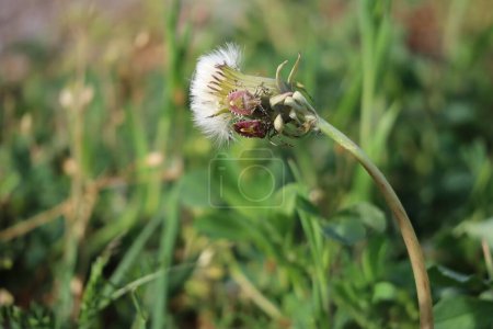 Photo for Two Sloe bugs on a Dandelion - Royalty Free Image