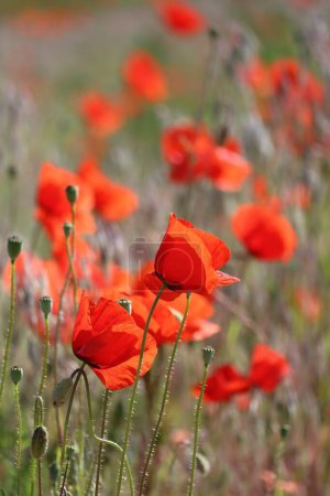 Photo for The Blossoms of the Poppy sway in the Wind - Royalty Free Image