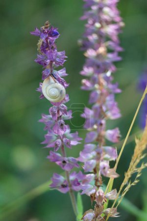 Photo for Carthusian-snail with Bug on Sage - Royalty Free Image