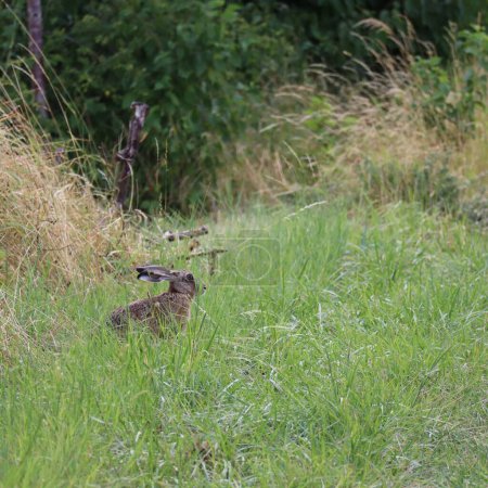 Téléchargez les photos : Un lapin se camoufle à travers une lame d'herbe - en image libre de droit