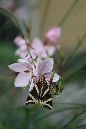 Photo for Scarlet tiger moth on pink Gaura in the Morning - Royalty Free Image