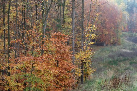 Foto de Árboles replantados en hermoso otoño - Imagen libre de derechos