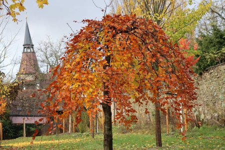 Téléchargez les photos : Arbres de parc dans un parc ouvert en automne - en image libre de droit
